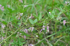 Desmodium glabellum, photograph (c) James Kindt, some rights reserved (CC BY)