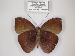 Euriphene saphirina saphirina