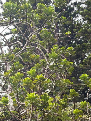 Ilex anomala observed 2025-09-02