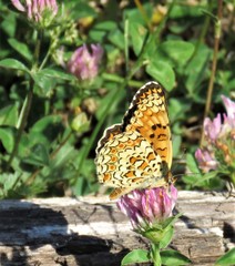 Melitaea pseudornata