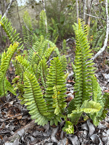 Nephrolepis brownii observed 2025-09-02