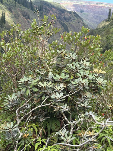 Pittosporum confertiflorum observed 2025-09-02