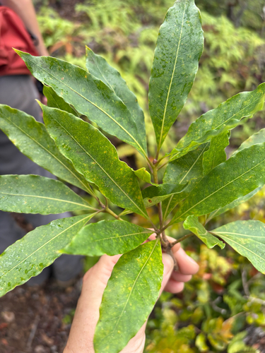 Pittosporum undulatum observed 2025-09-02
