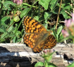 Melitaea pseudornata