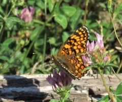Melitaea pseudornata