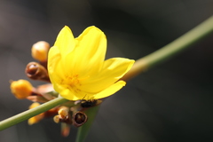 Bobartia longicyma