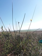 Bobartia longicyma