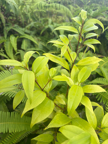 Cinnamomum burmanni observed 2025-09-03