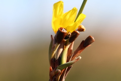 Bobartia longicyma longicyma