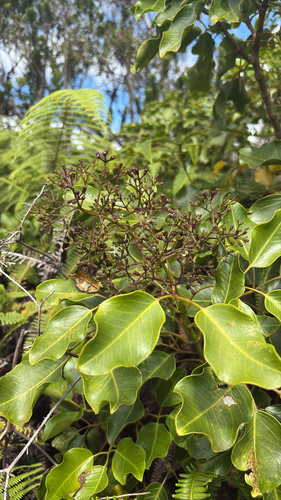 Cheirodendron trigynum observed 2025-09-03