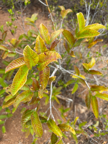 Psidium guajava observed 2025-09-03