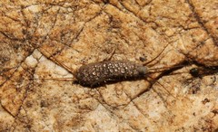 Ctenolepisma ciliatum