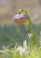 Senecio serratifolius