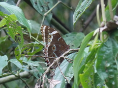 Morpho helenor achillides