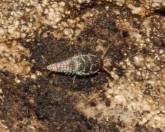 Tricholepisma gyriniformis