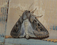 Episema glaucina