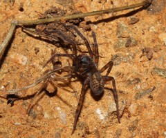 Callobius claustrarius