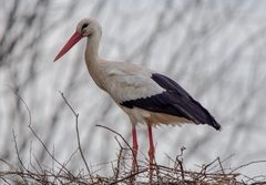 Ciconia ciconia