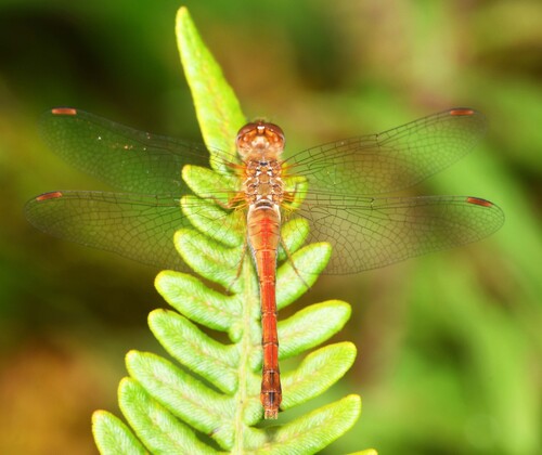 Autumn Meadowhawk photographed in West Virginia