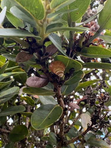 Partulina semicarinata observed 2025-09-03