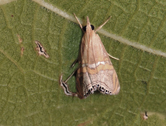 Euchromius bella