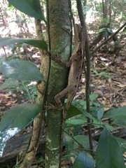 Enyalius