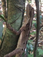 Enyalius