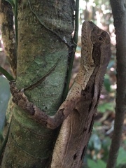 Enyalius