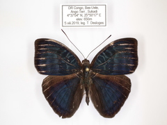 Euriphene saphirina saphirina
