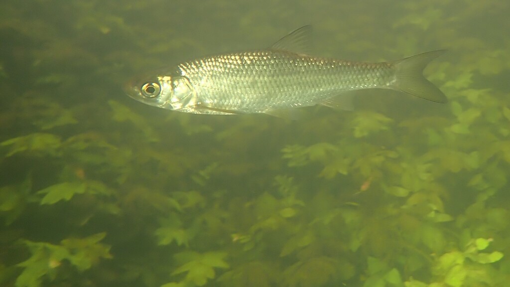 Common Dace (Leuciscus leuciscus)
