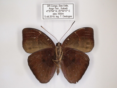Euriphene saphirina saphirina