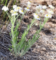 Erigeron pumilus