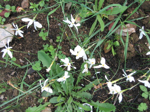 Autumn Narcissus (Narcissus serotinus)