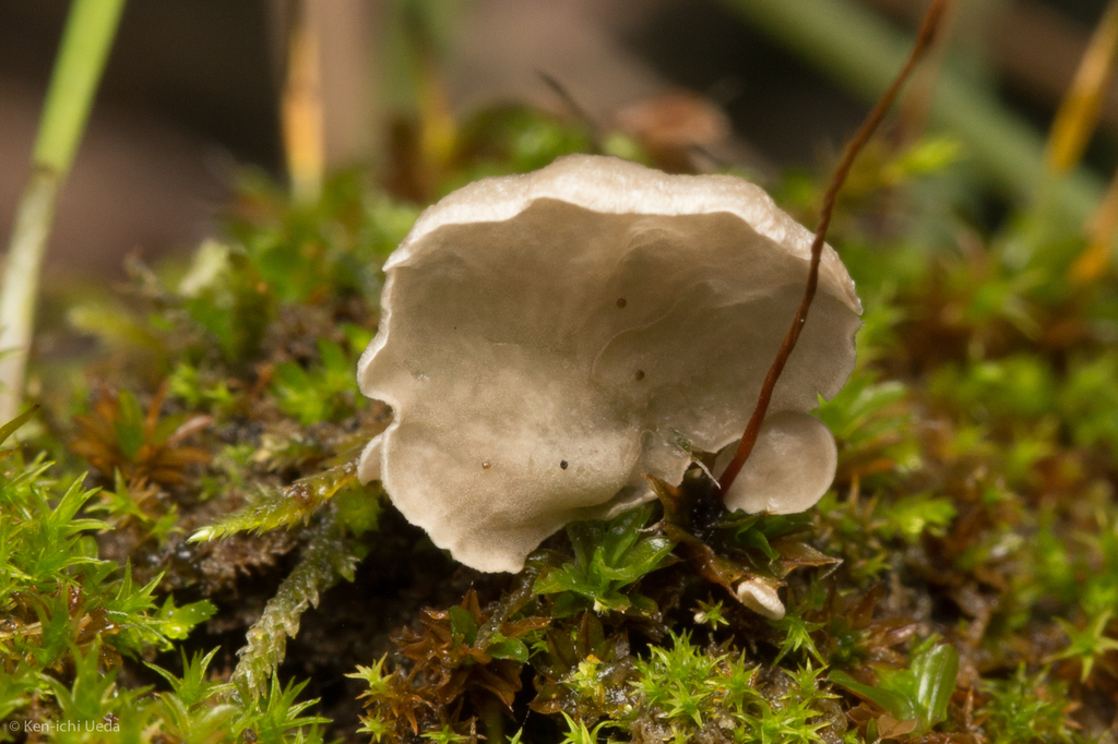 Small Moss Oysterling (Fungi and Lichen, Mosses, Liverworts, Red Algae ...