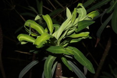 Phyllocoptes nevadensis