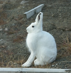 Lepus arcticus