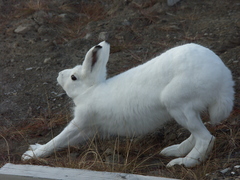 Lepus arcticus