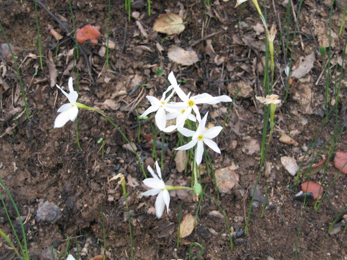 Narcissus serotinus, photograph 3