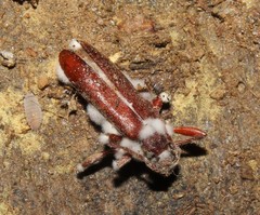 Oxypleurus nodieri