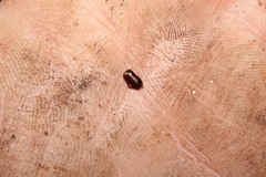 Loboptera decipiens decipiens