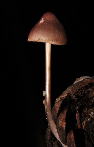 Mycena seynii
