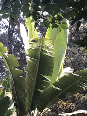 Musa balbisiana