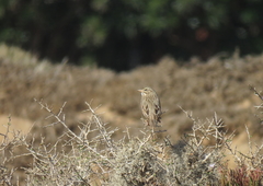 Passerculus sandwichensis rostratus