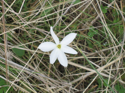 Autumn Narcissus (Narcissus serotinus)