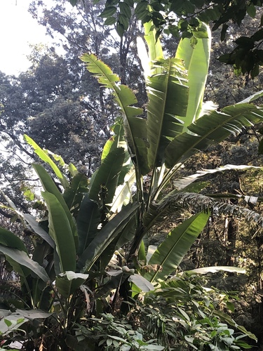 Musa balbisiana iNat (1)