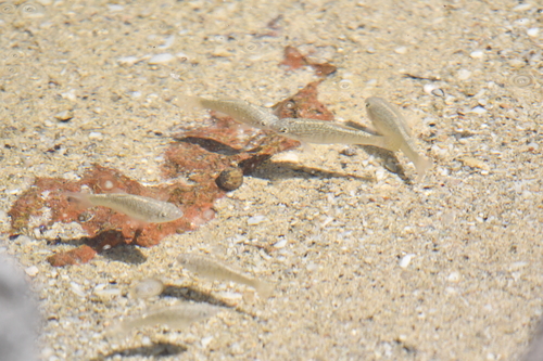 Yucatan-koornaarkarper (Floridichthys polyommus) — Cyprinodontidae — 3