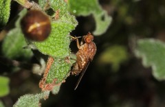 Minettia biseriata