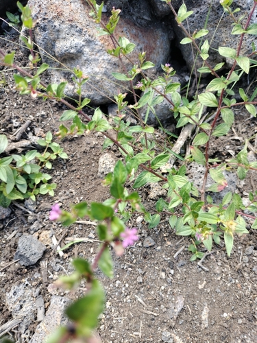 Cuphea carthagenensis observed 2025-09-06