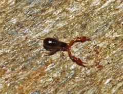 Neobisium