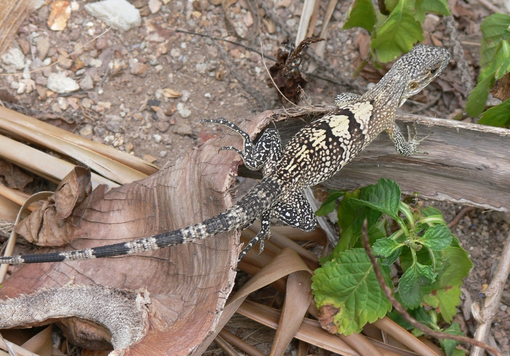 Common Spiny-tailed Iguana